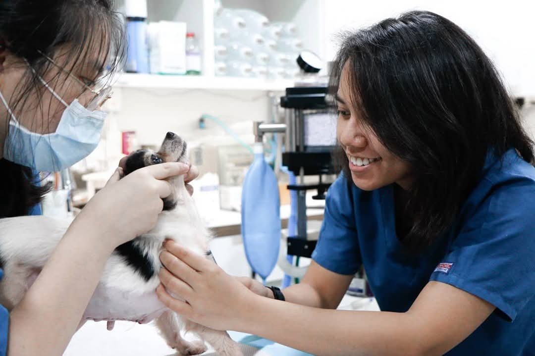 Challenges & Rewards: A Vet Tech’s Career Journey